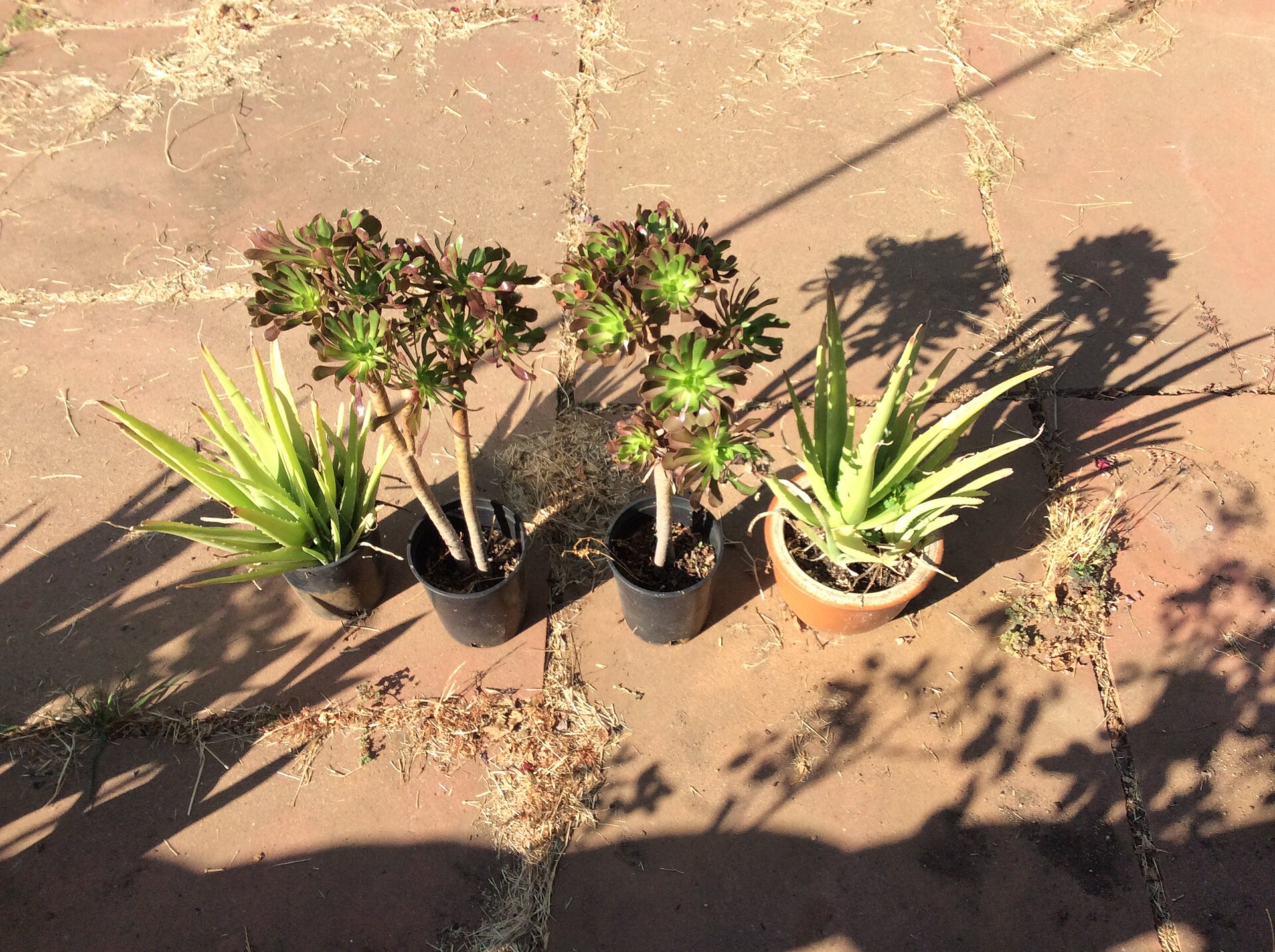 Succulent Soil: A Practical Guide to Substrate, Mixing, and Drainage