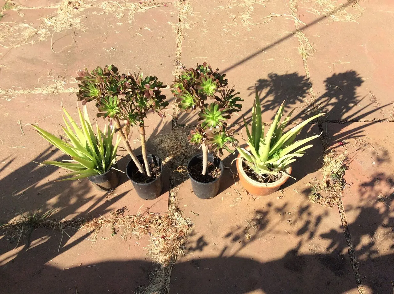 Succulent Arrangements: Design, Planting, and Keeping Them Alive