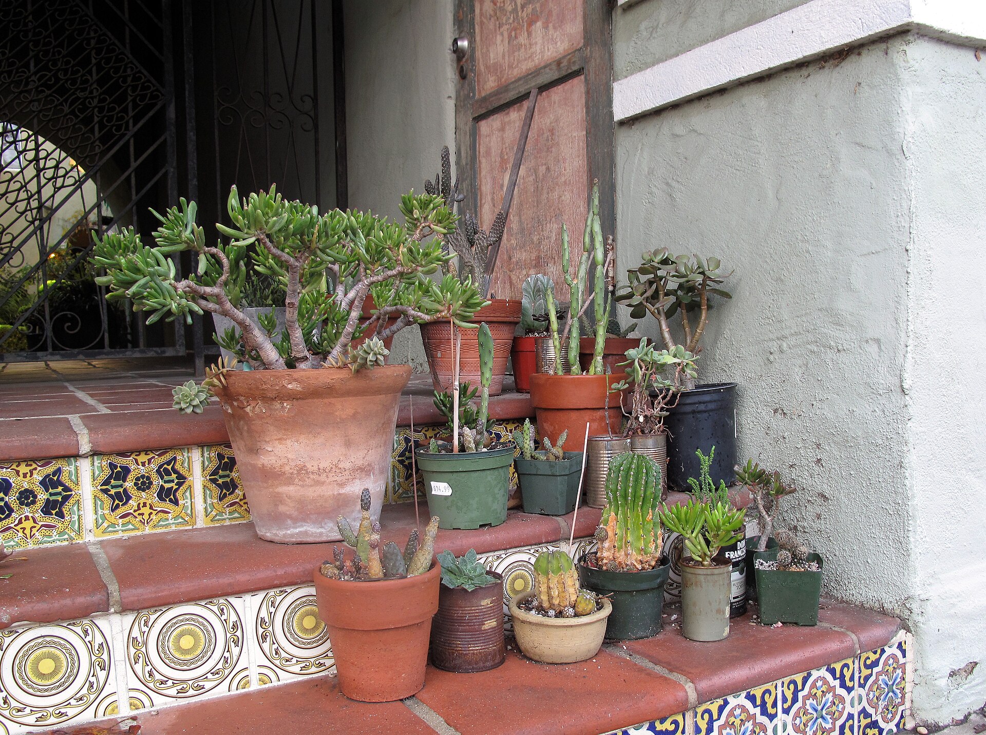 A Beginner's Guide to Succulents: What They Are and How to Keep Them Alive