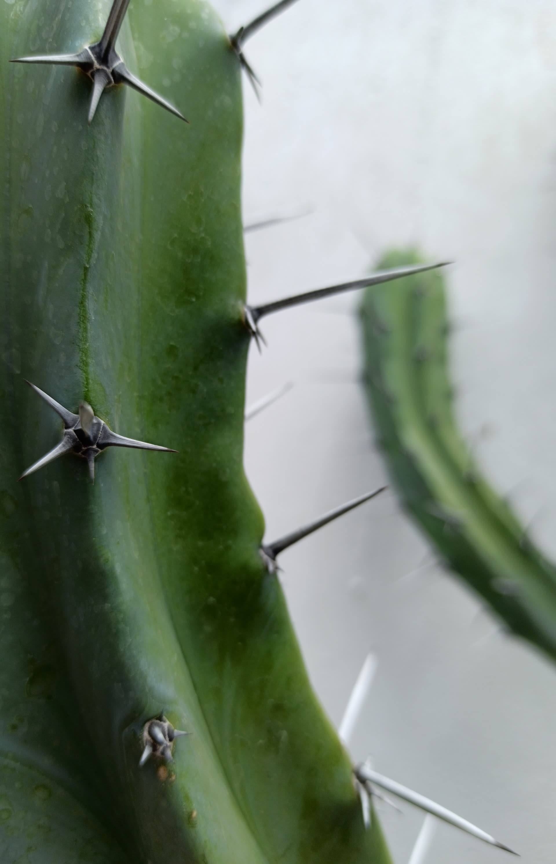 Cactus vs Other Succulents: Where Care Diverges