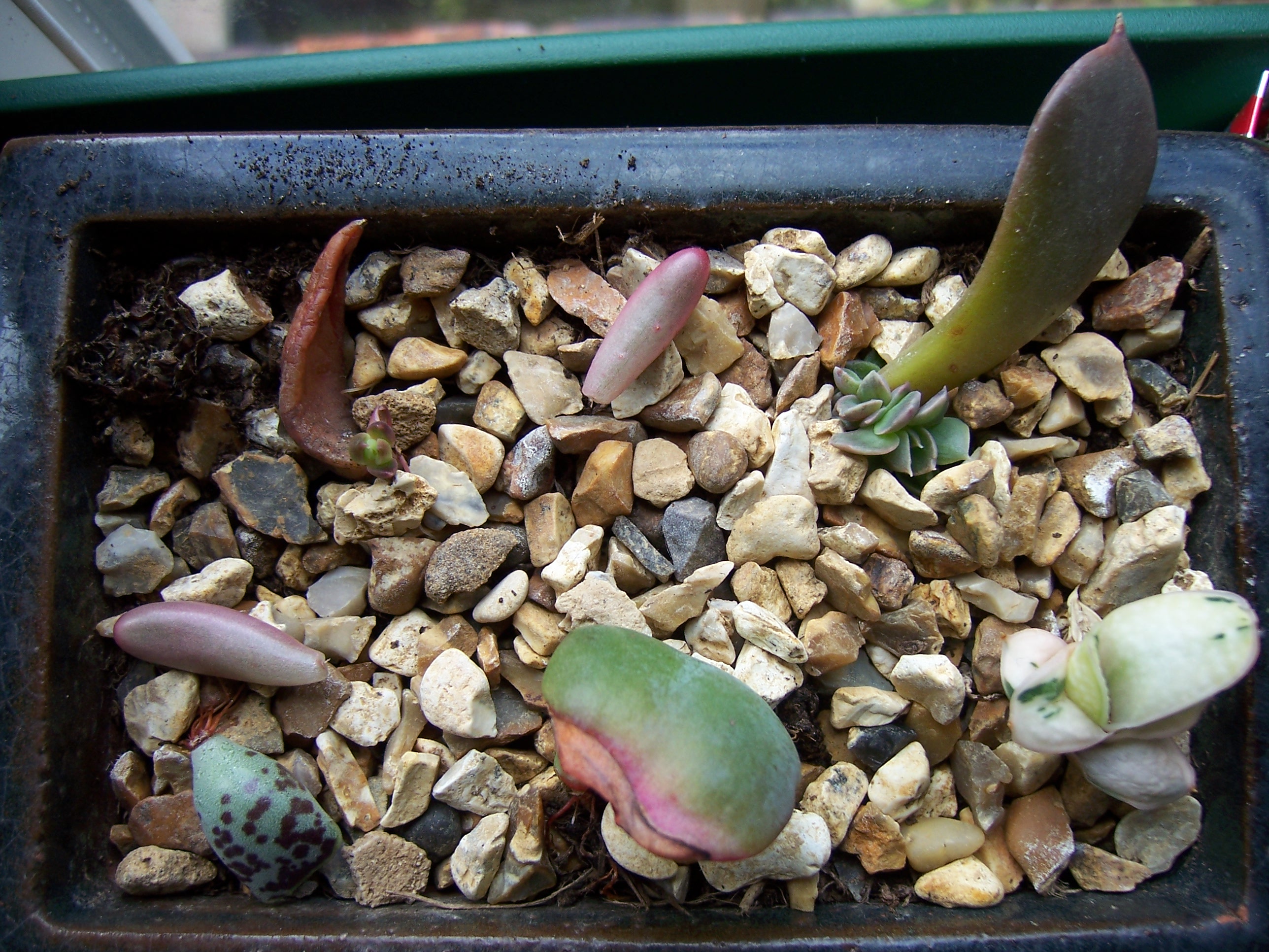 Callusing: Why Cuttings Need Time on the Counter