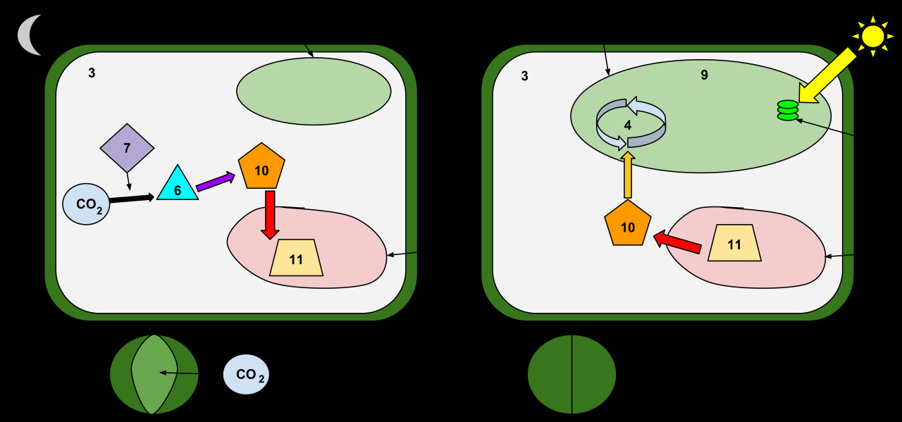 CAM Photosynthesis: Why Succulents Open Stomata at Night