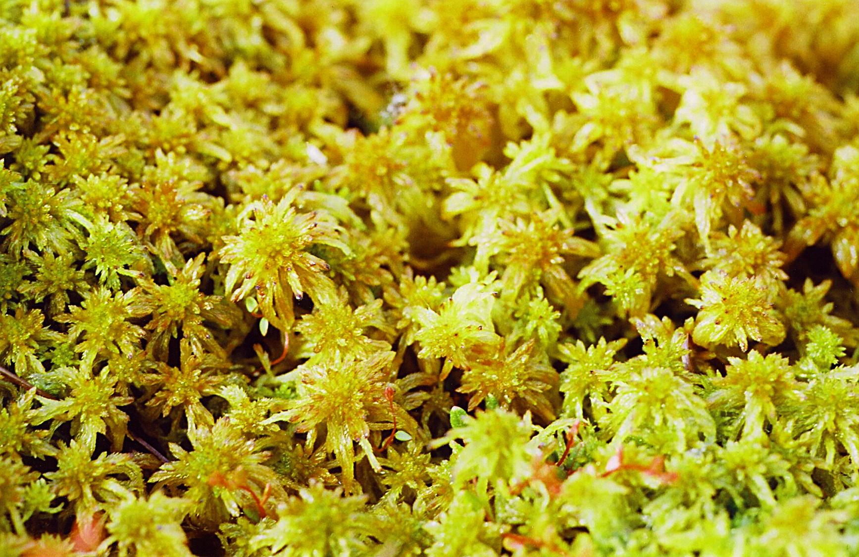 Coir and Sphagnum in Succulent Mixes: Where They Belong