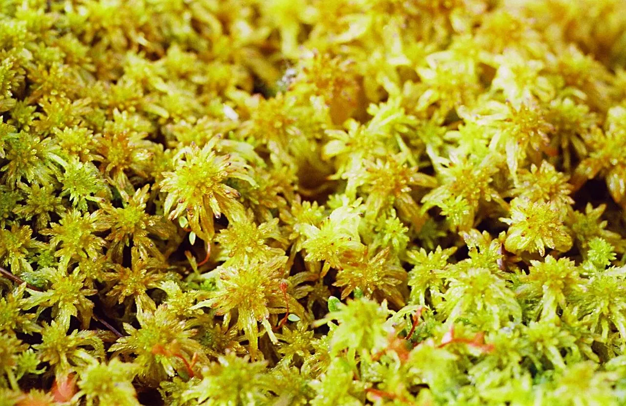 Coir and Sphagnum in Succulent Mixes: Where They Belong