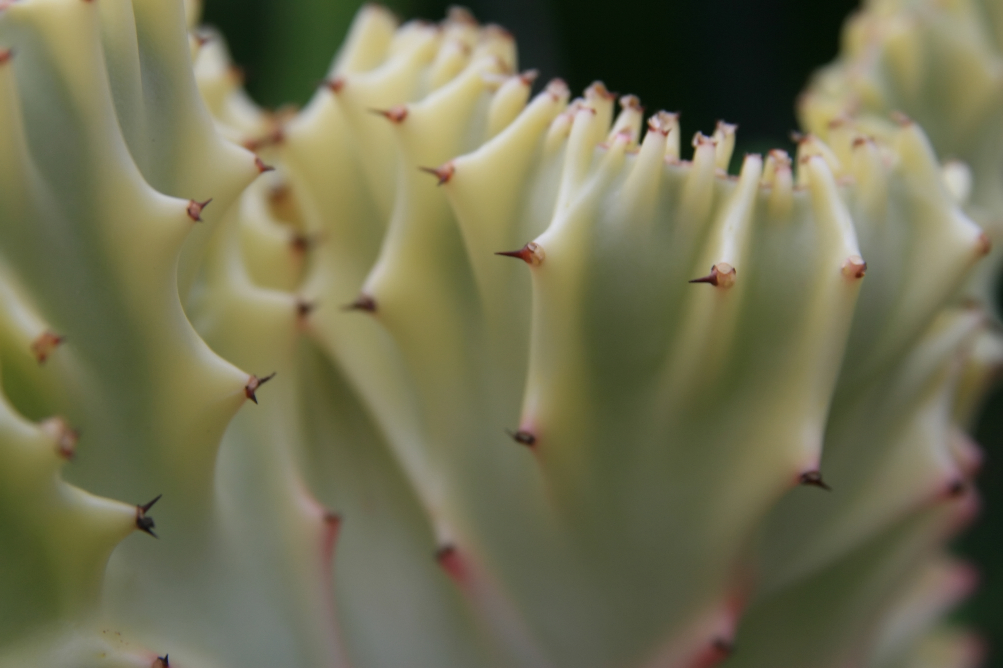 Crested (Cristate) Cacti and Succulents: Genetics & Care
