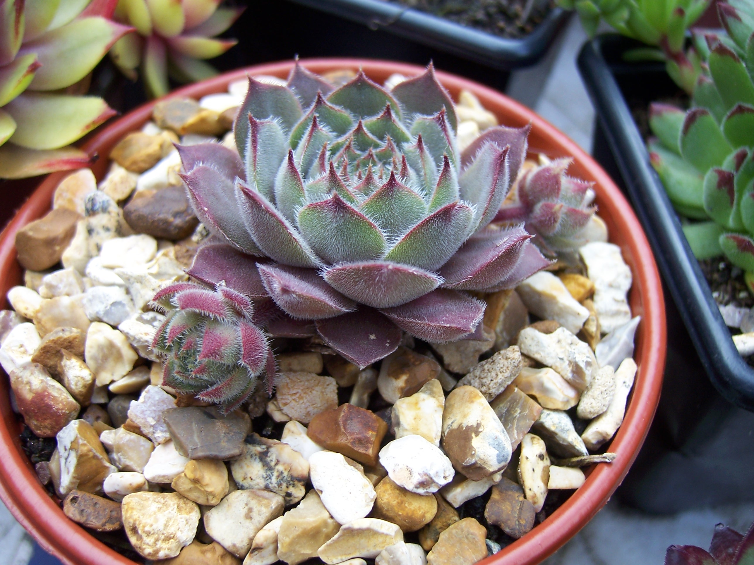 Dividing Succulents: When the Crown Outgrows the Pot