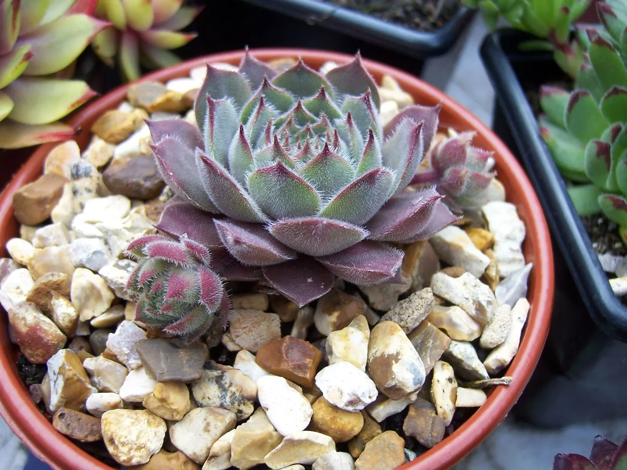 Dividing Succulents: When the Crown Outgrows the Pot