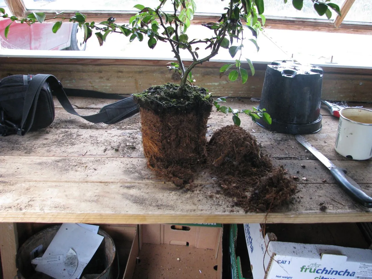 Mixing Your Own Succulent Substrate: Recipe by Genus