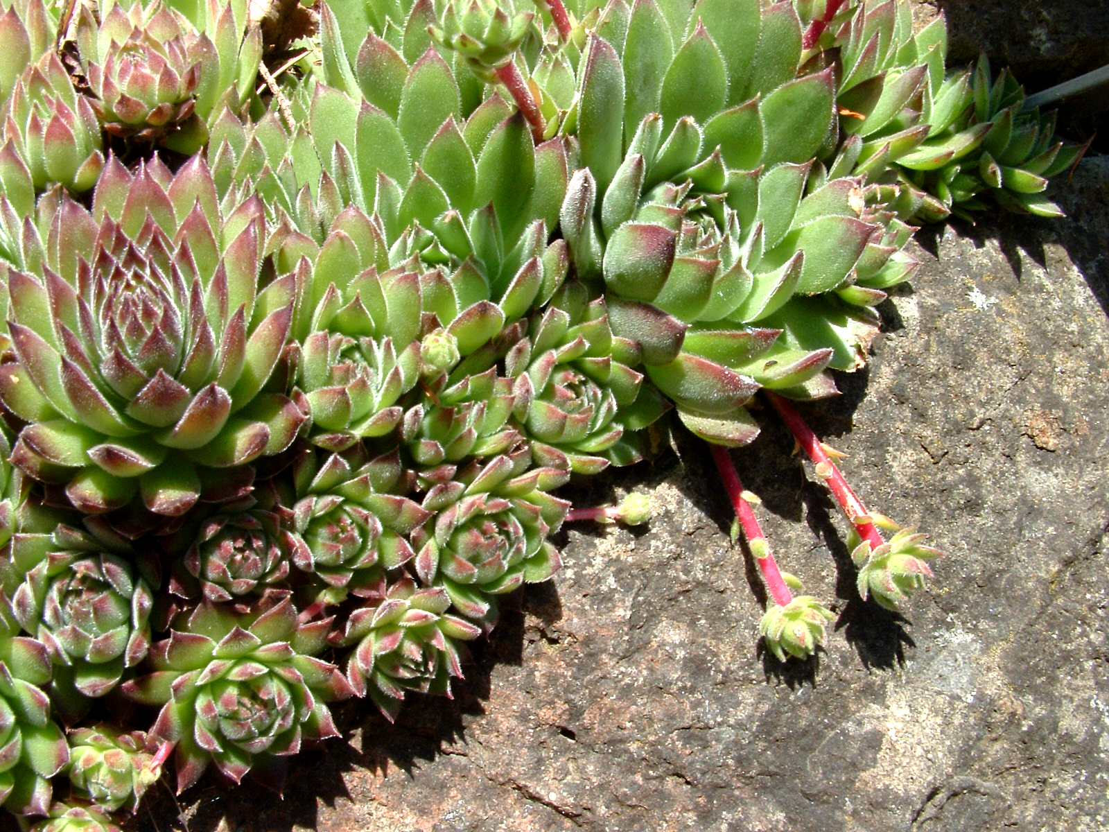 Echeveria vs Sempervivum: How to Tell Them Apart