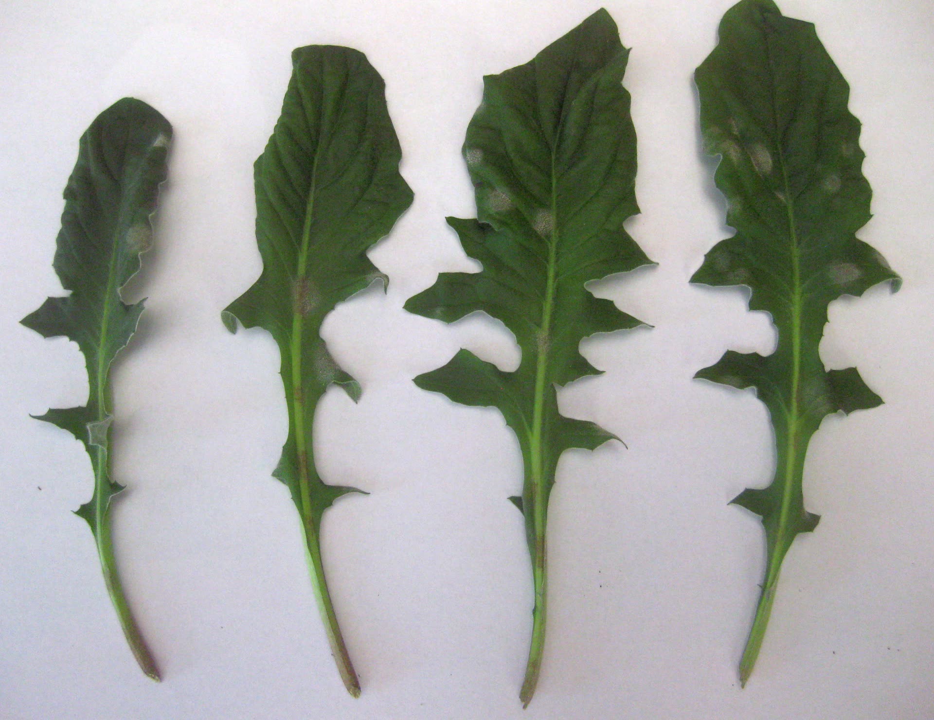 Fungal Leaf Spot on Succulents: ID, Cause & Treatment