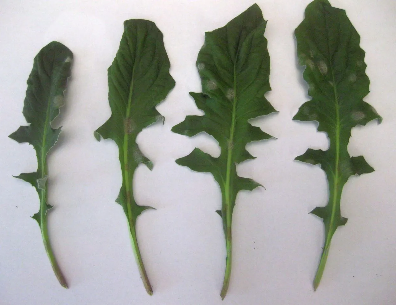 Fungal Leaf Spot on Succulents: ID, Cause & Treatment