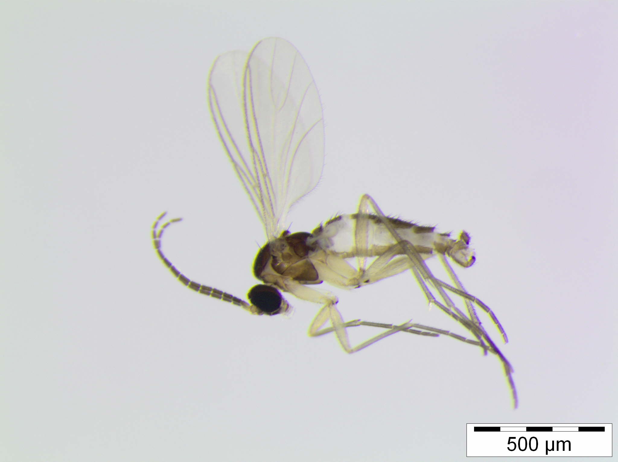Fungus Gnats on Succulents: Adult ID, Larval Damage & Eradication