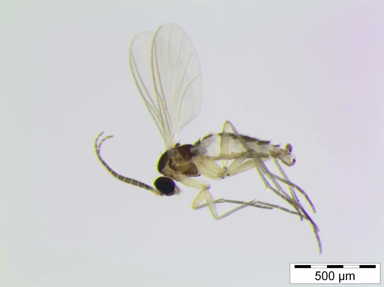 Fungus Gnats on Succulents: Adult ID, Larval Damage & Eradication