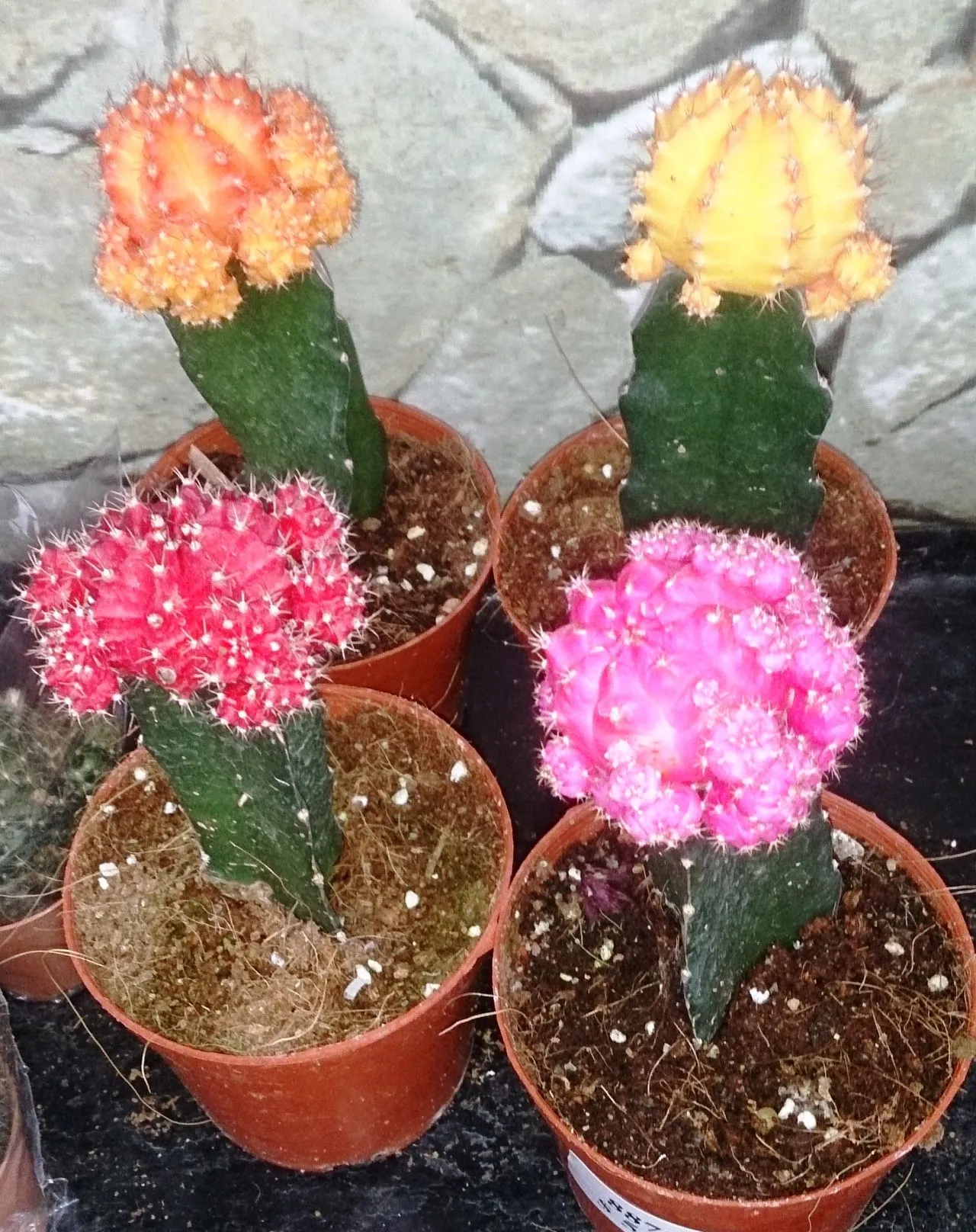 Grafting Cacti and Succulents: An Honest Beginner Walkthrough