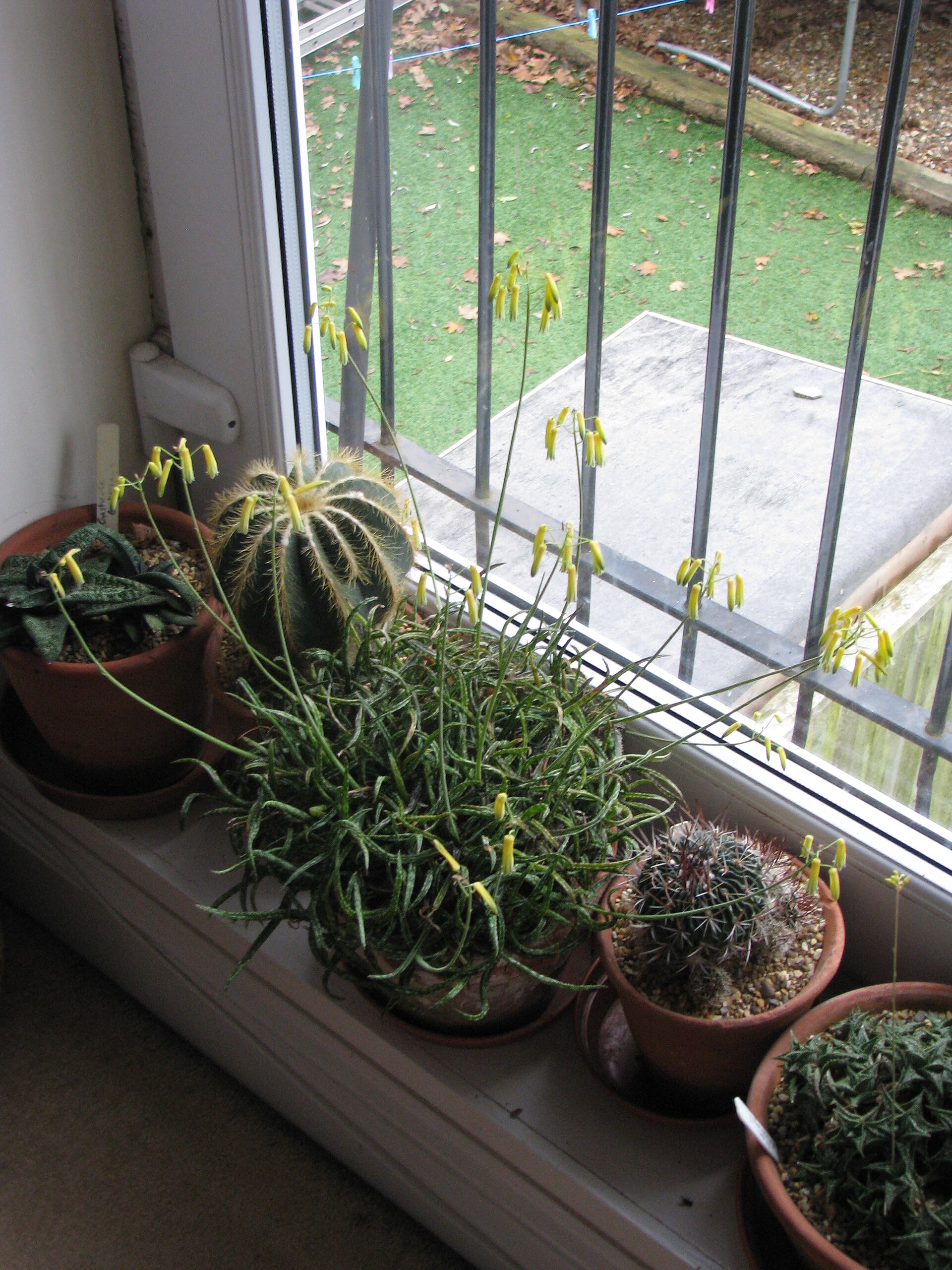 Indoor Succulents: A Practical Guide to Keeping Them Alive at Home