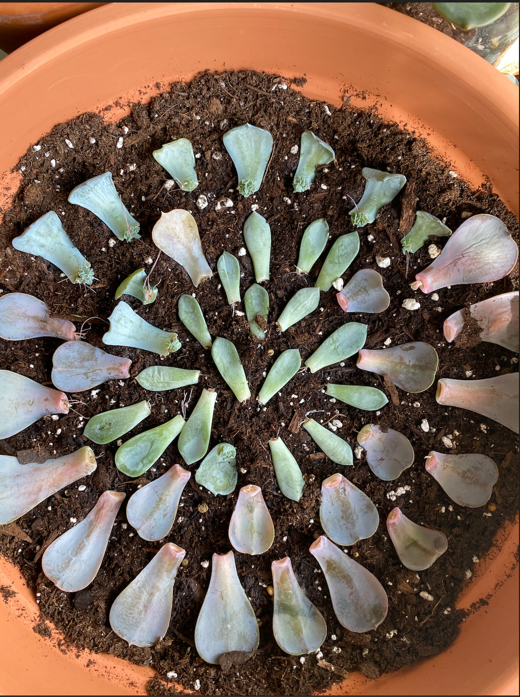 Leaf Propagation: Step-by-Step for Crassulaceae