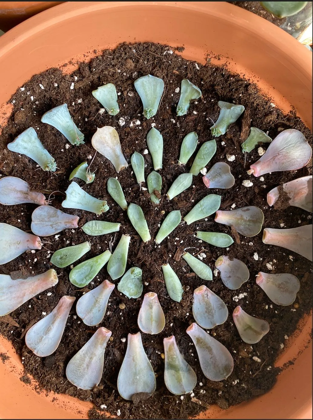 Leaf Propagation: Step-by-Step for Crassulaceae