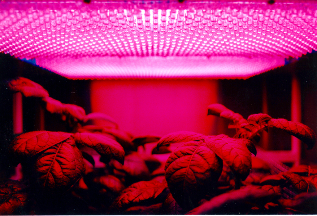 LED Grow Lights for Succulents: Spectrum, PPFD, Distance