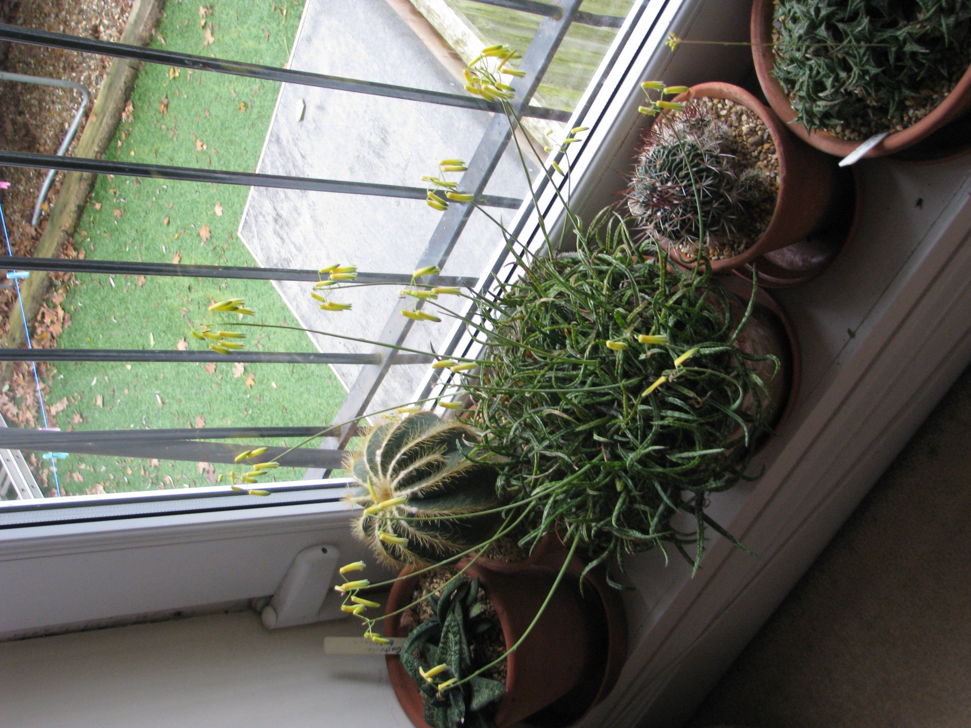 Light Acclimation: Moving a Succulent Without Sunburn