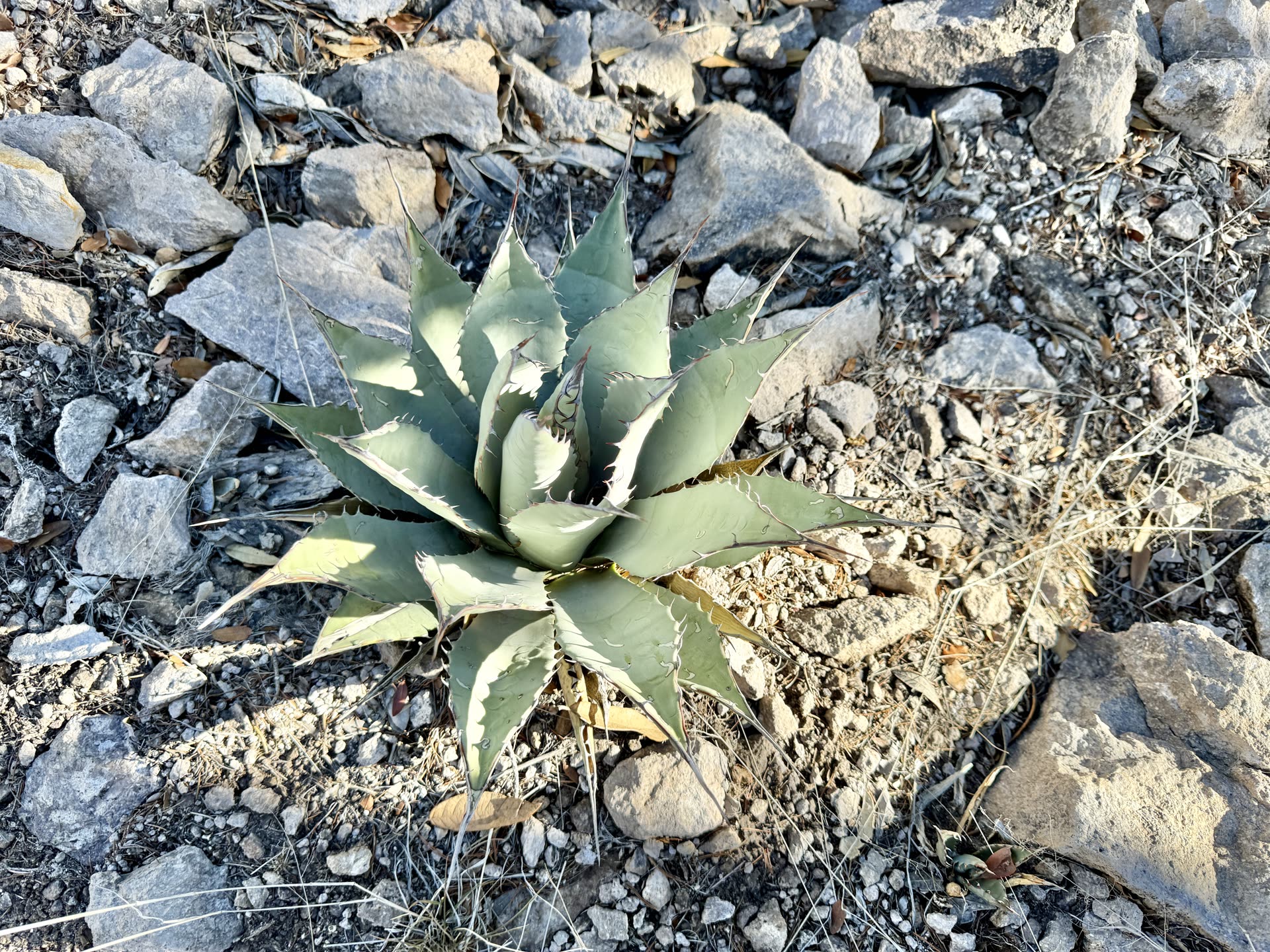 Mexican vs African vs Madagascan Succulents: Geography Matters