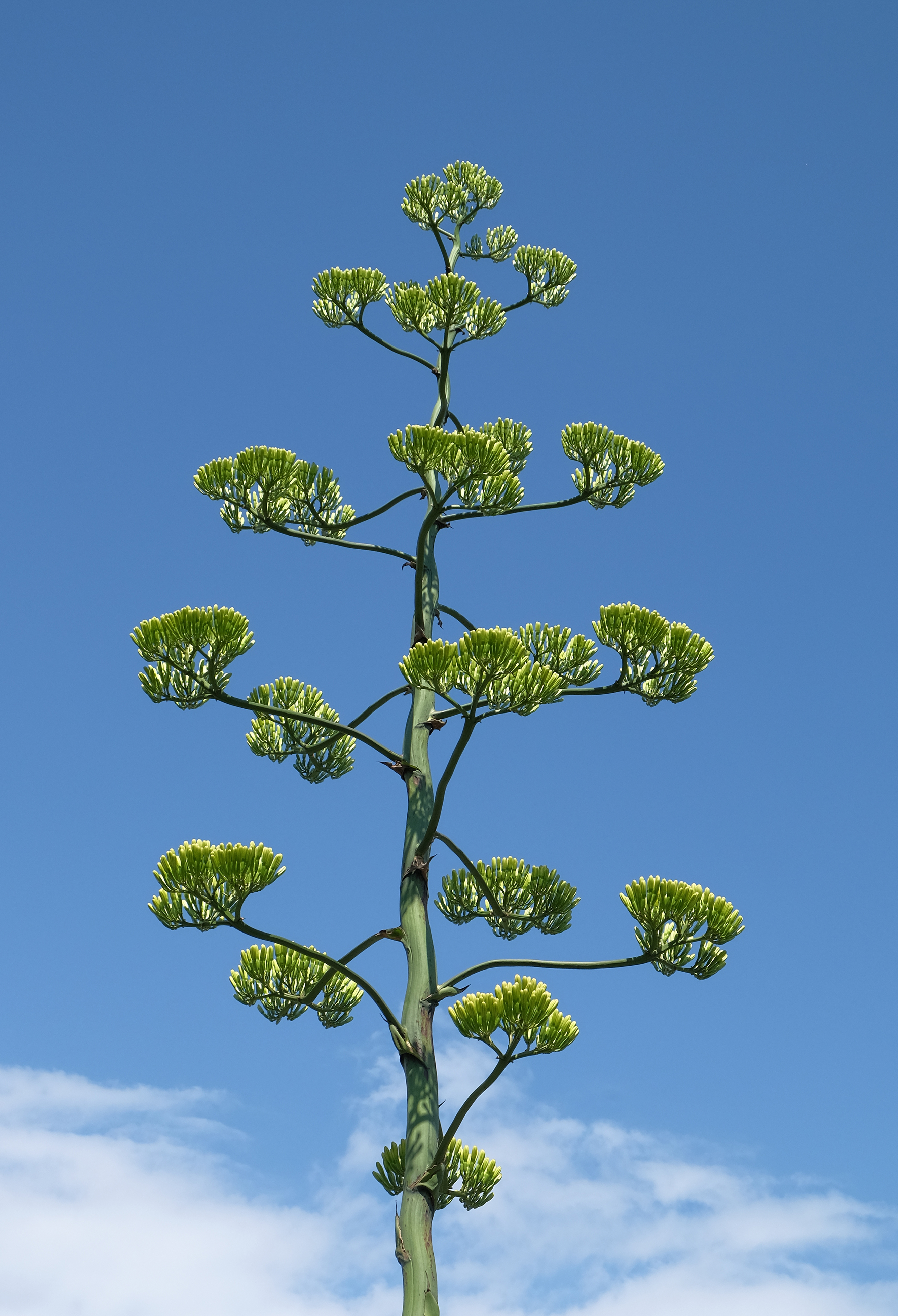 Monocarpic vs Polycarpic Succulents: Which Die After Flowering