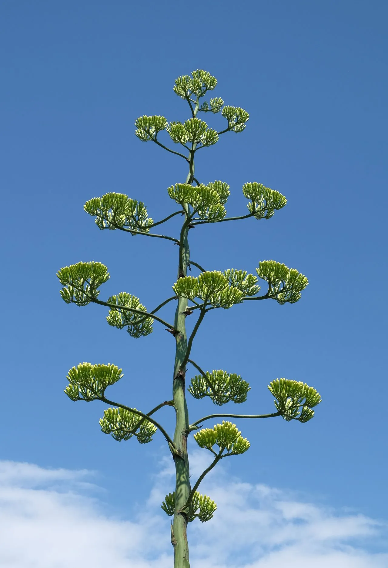 Monocarpic vs Polycarpic Succulents: Which Die After Flowering