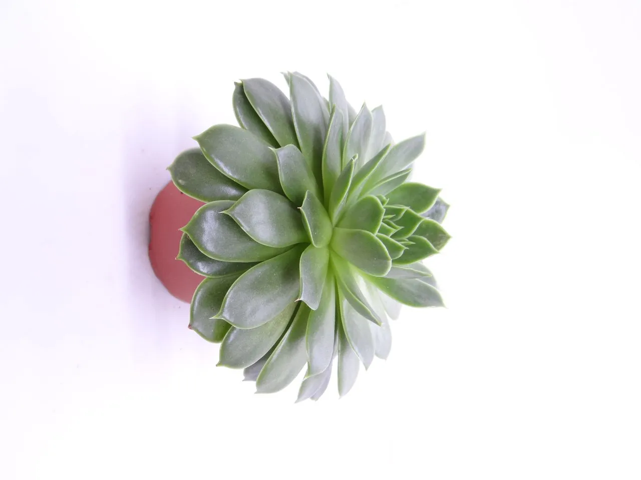 Quarantining a New Succulent: 30 Days, Not 3