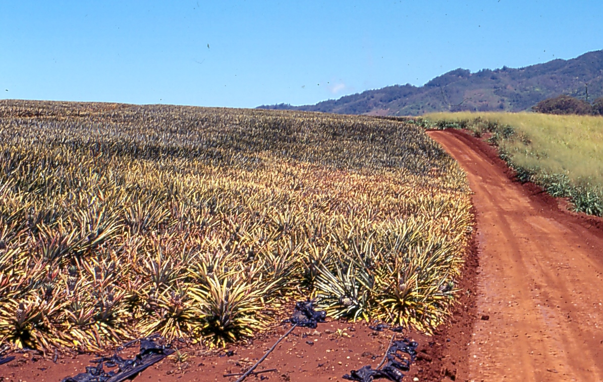 Root Rot in Succulents: Diagnosis, Causes & Recovery