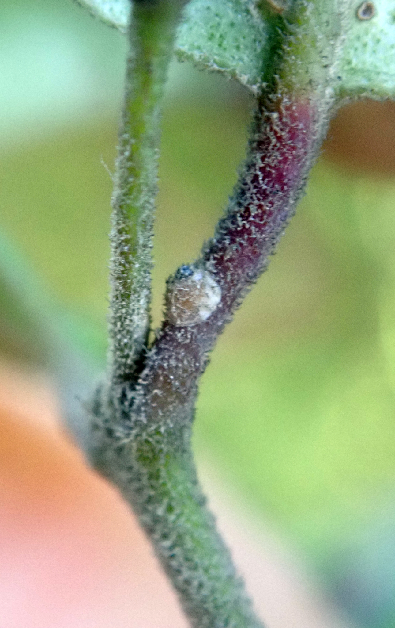 Scale Insects on Succulents: Hard-Shell vs Soft-Bodied