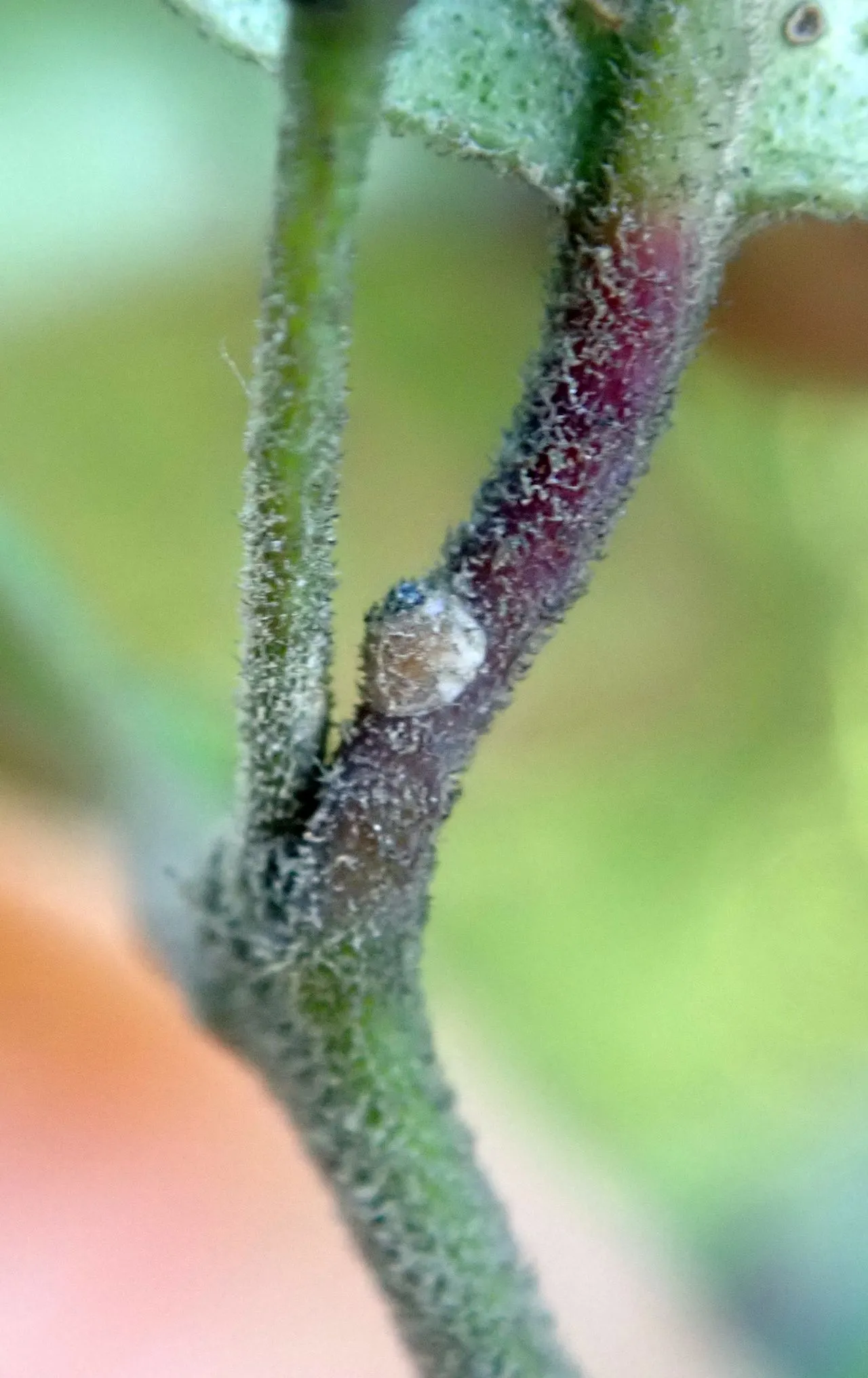 Scale Insects on Succulents: Hard-Shell vs Soft-Bodied