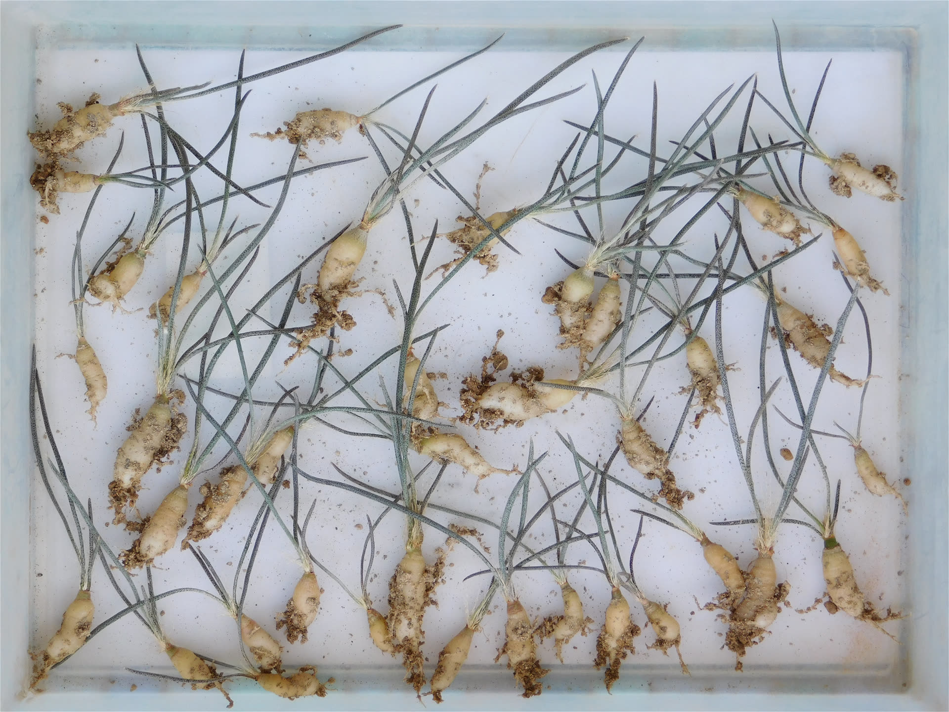 Growing Succulents from Seed: An Honest Introduction