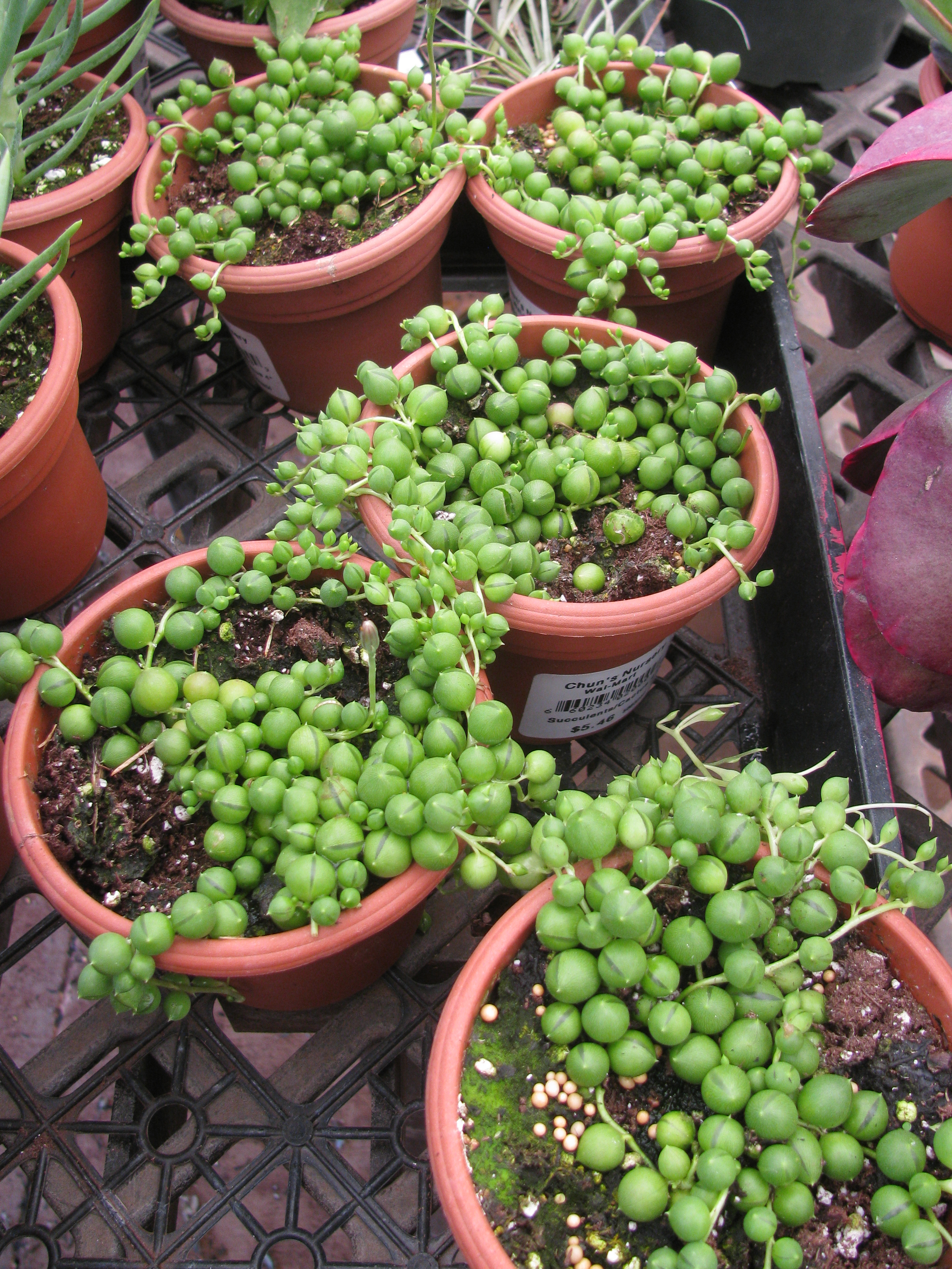 Senecio vs Curio: A Nomenclature Update for Trailing Succulents