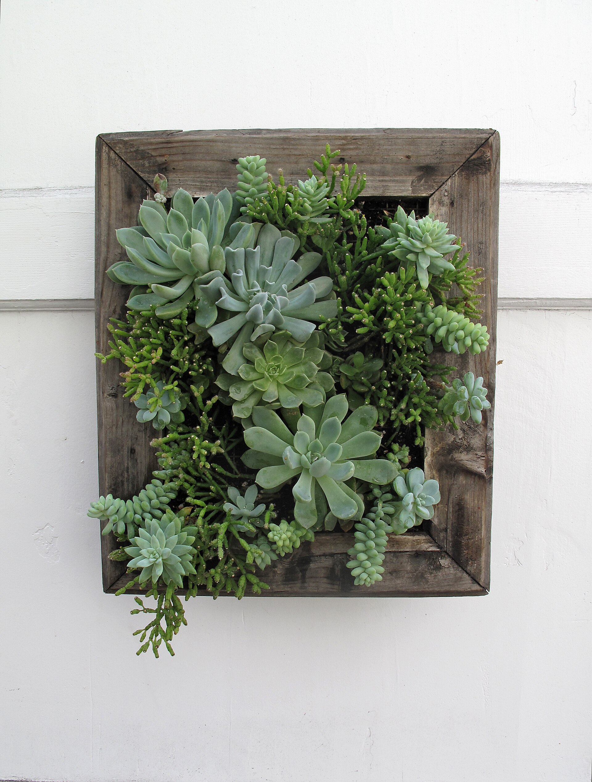 Succulent Soil: A Practical Guide to Substrate, Mixing, and Drainage