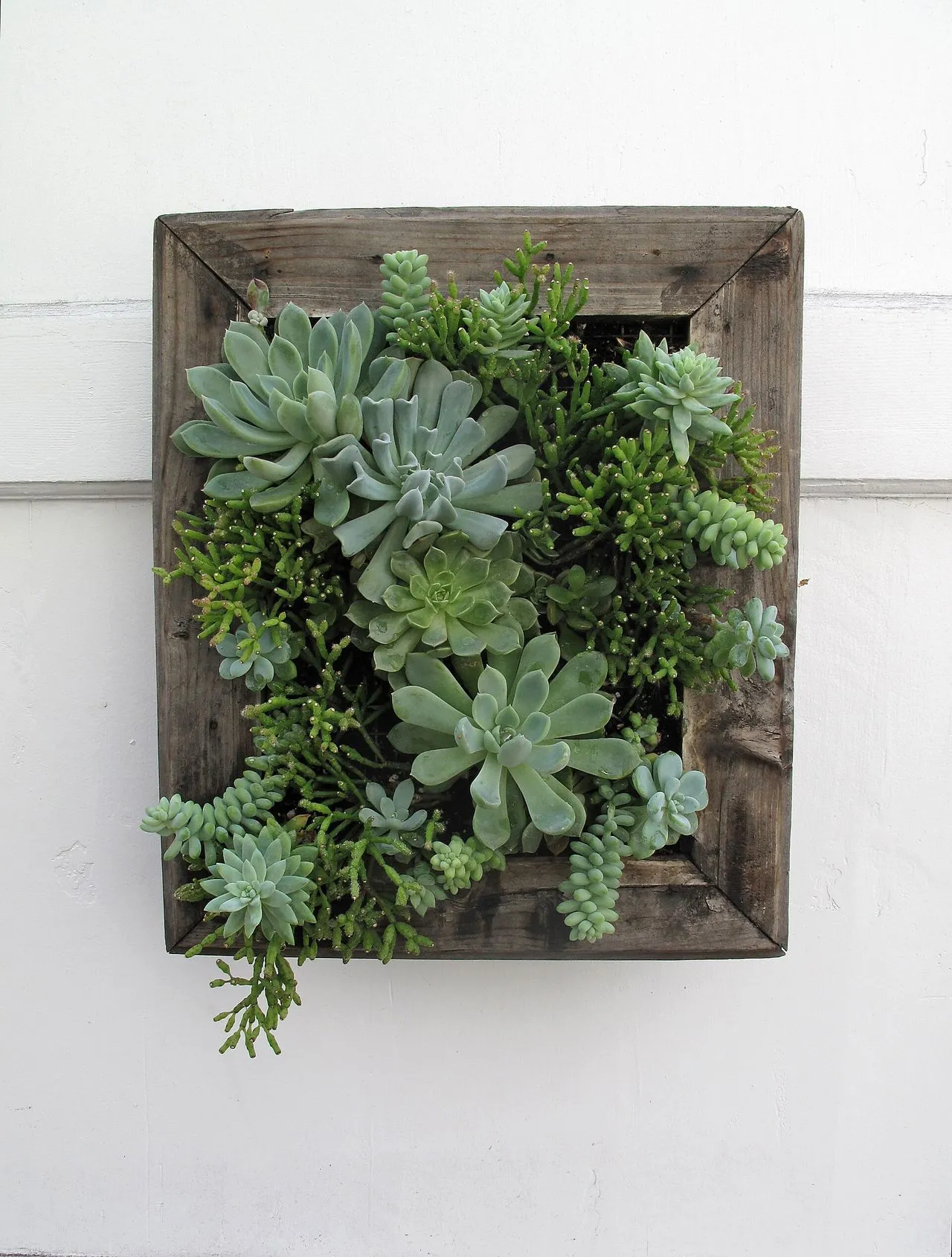 Succulent Soil: A Practical Guide to Substrate, Mixing, and Drainage