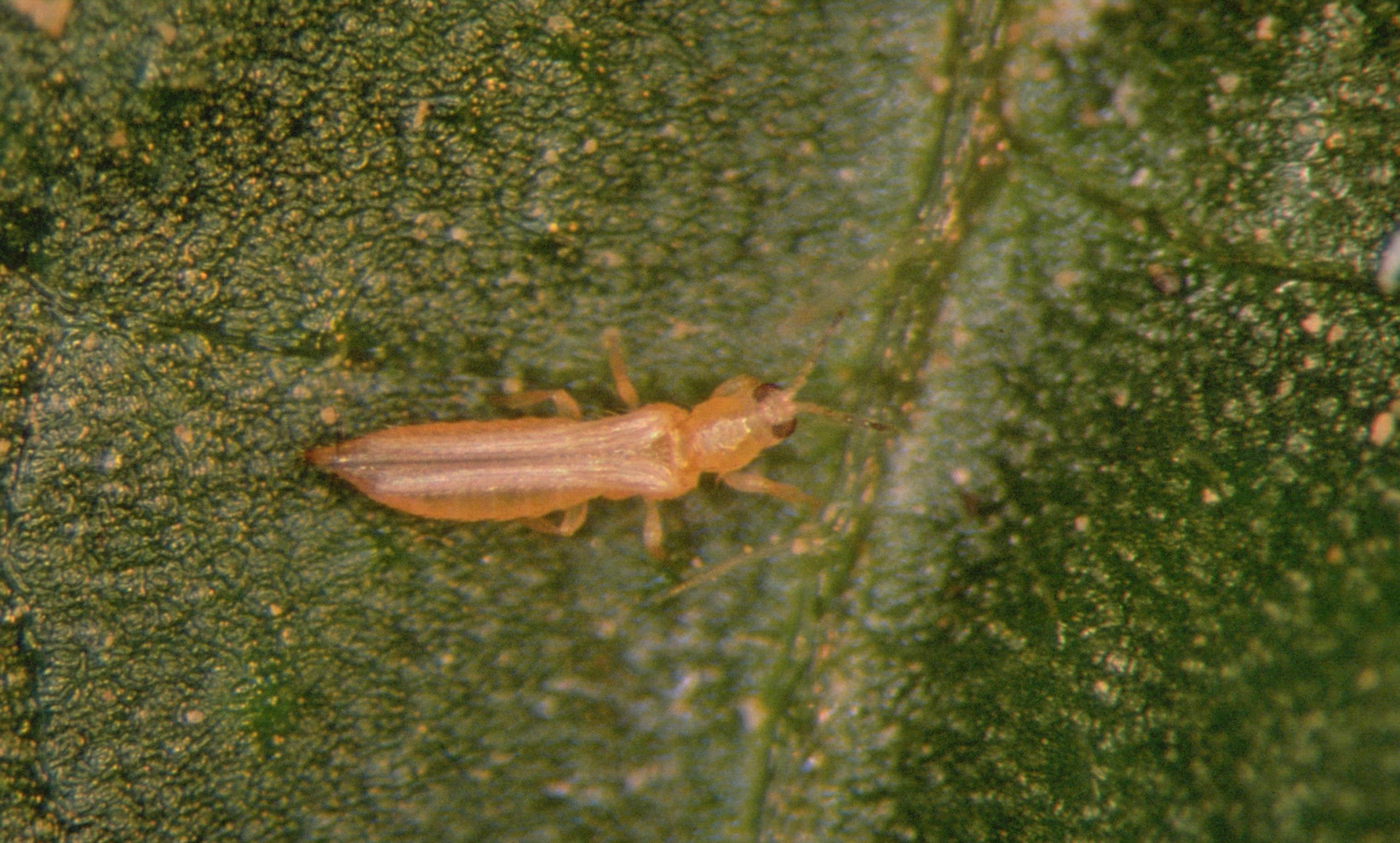 Thrips on Succulents: ID, Damage Pattern & Control