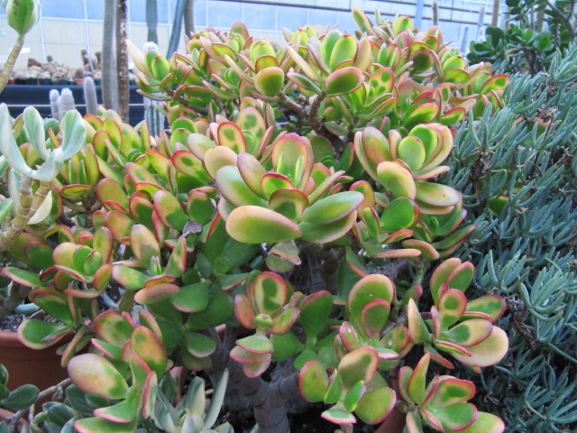 Variegation: Stable Cultivars vs Chimeric Drift