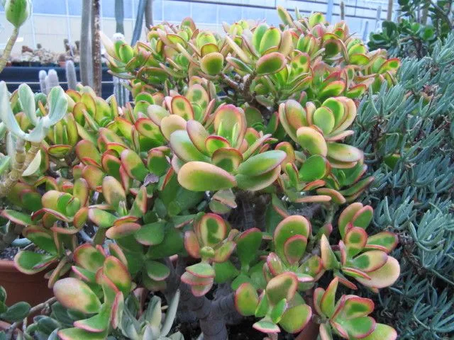 Variegation: Stable Cultivars vs Chimeric Drift