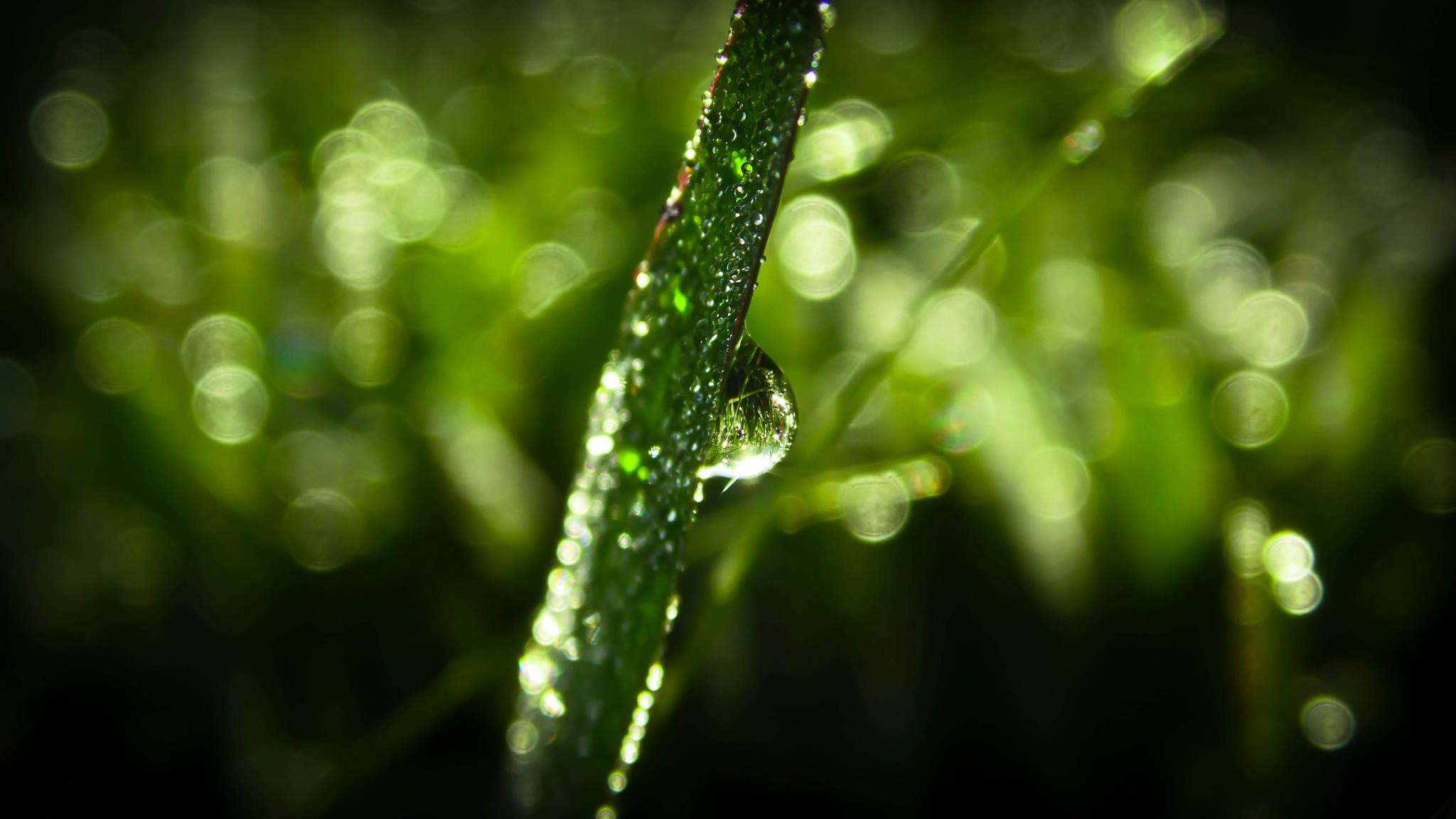 The Wet-Dry Cycle: How Water Actually Reaches Succulent Roots