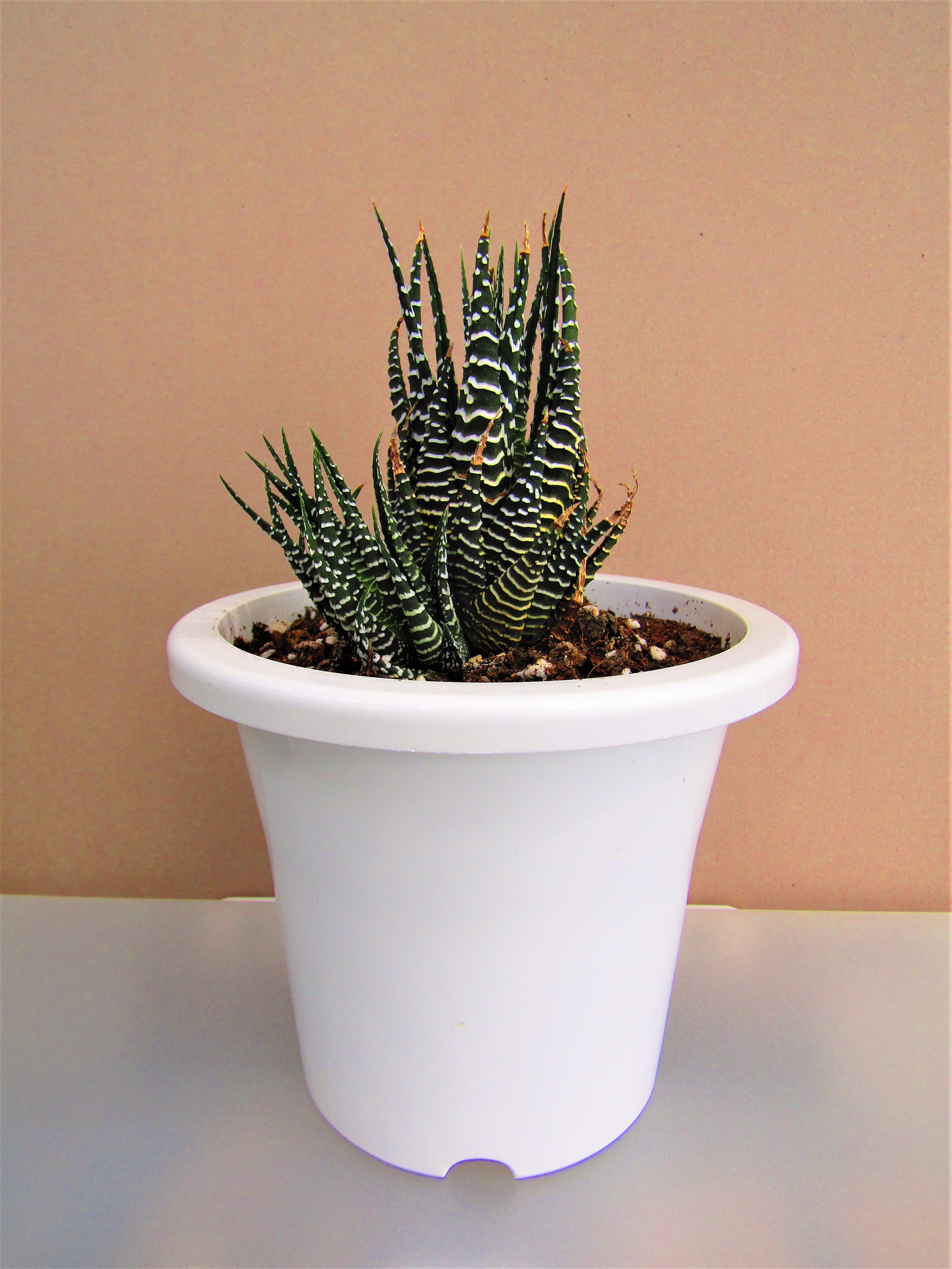 Stem Cuttings: Reliable Propagation for Soft and Woody Stems