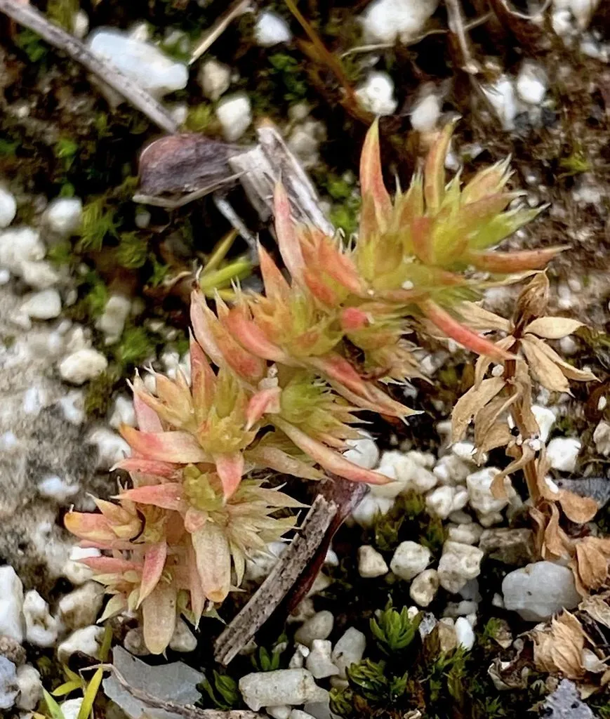 Crassula alata: A Winter-Growing Annual
