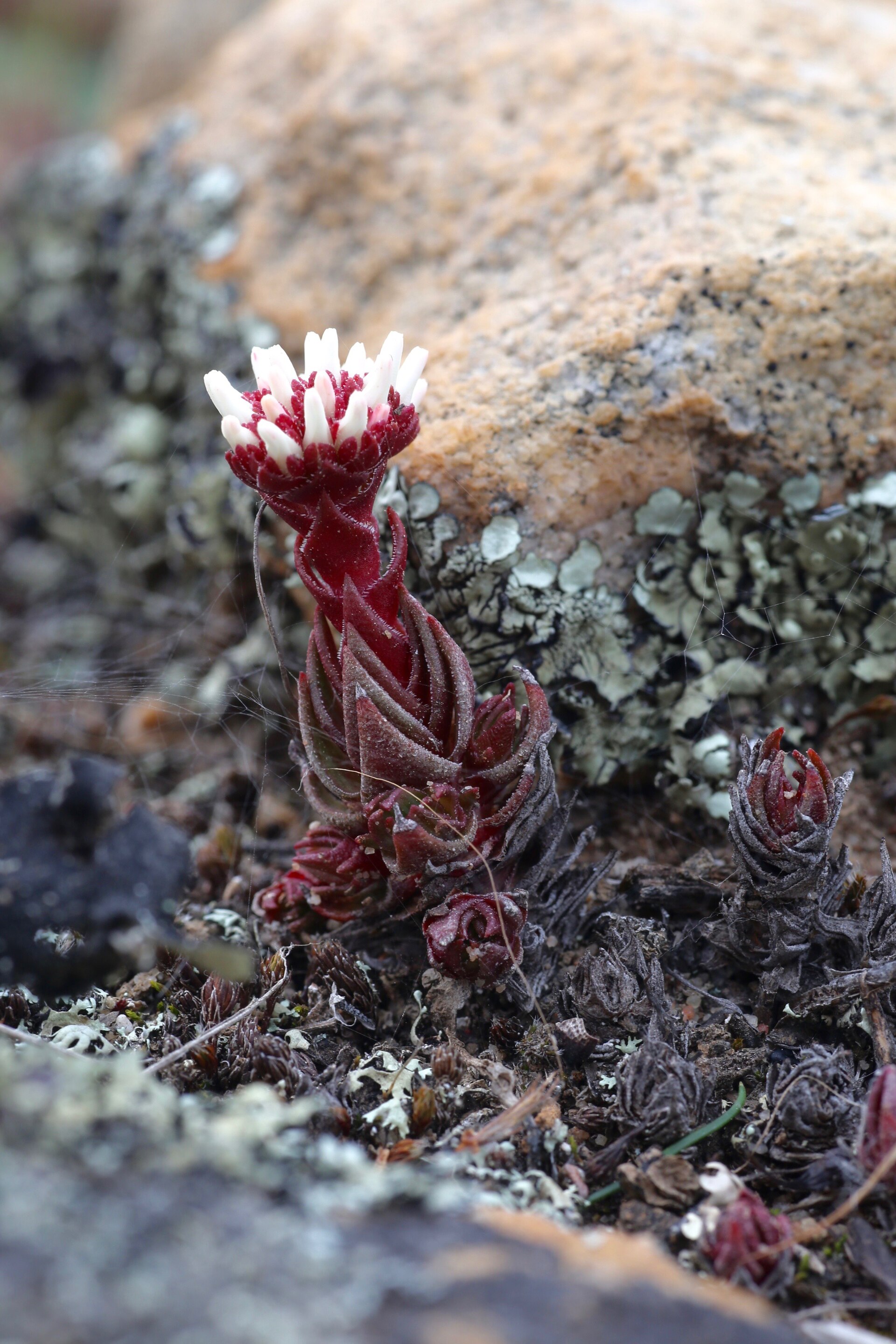Crassula alpestris: A High-Altitude Compact Species
