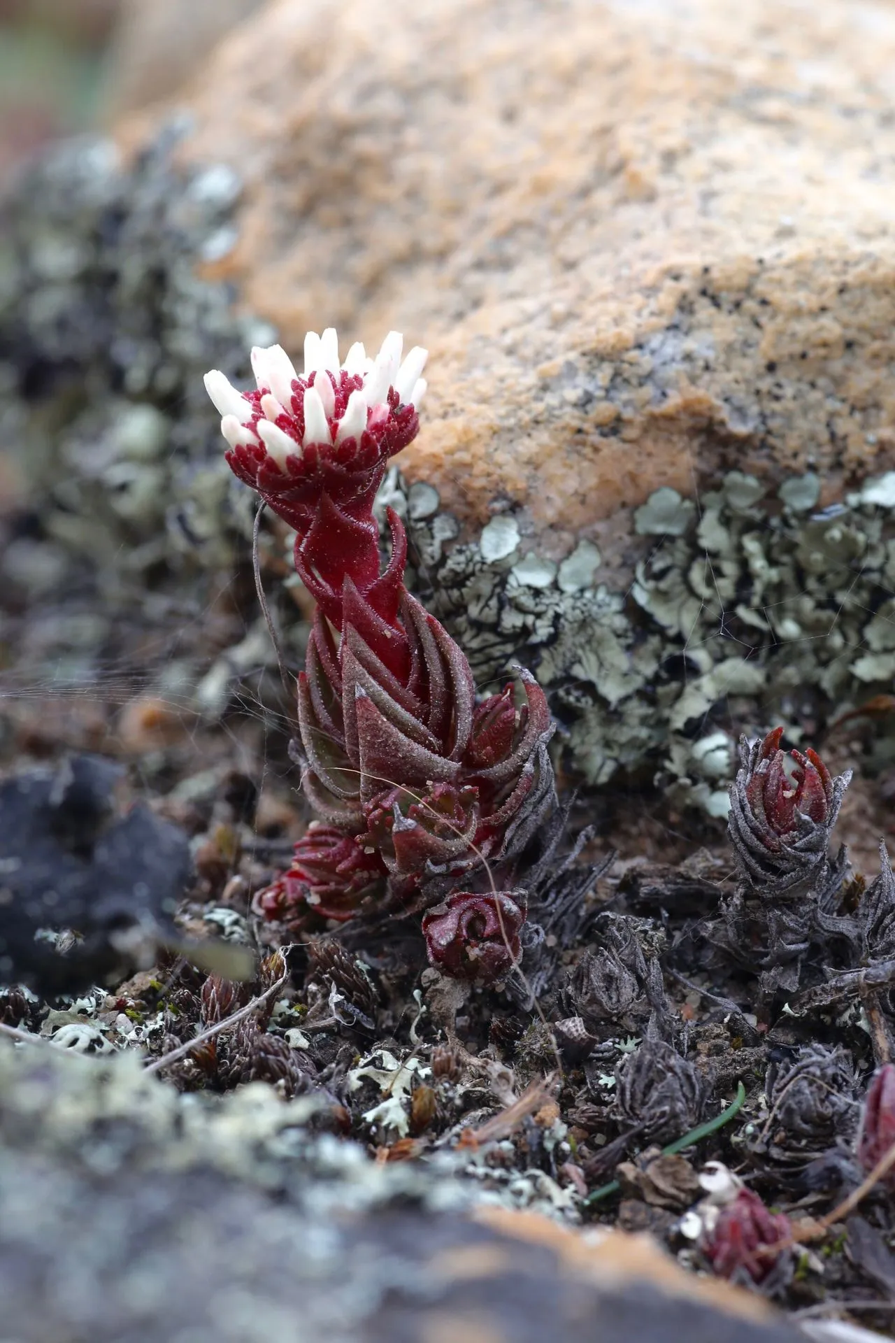 Crassula alpestris: A High-Altitude Compact Species