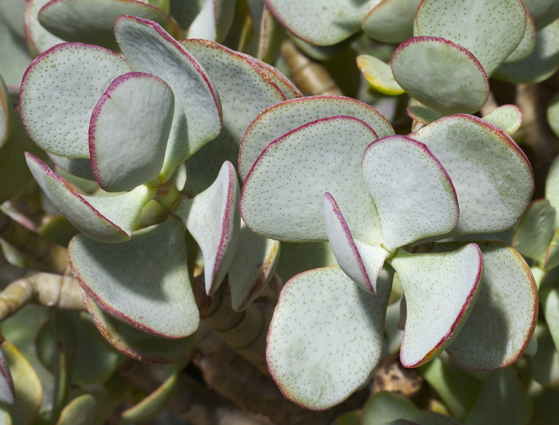 Crassula capitella: Campfire Crassula