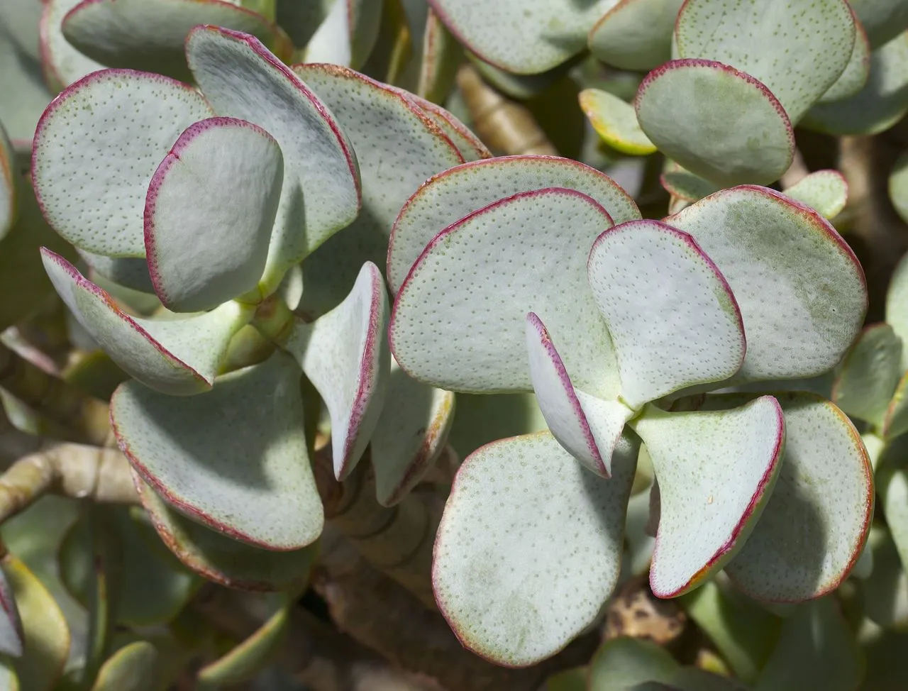 Crassula arborescens: Silver Dollar Jade