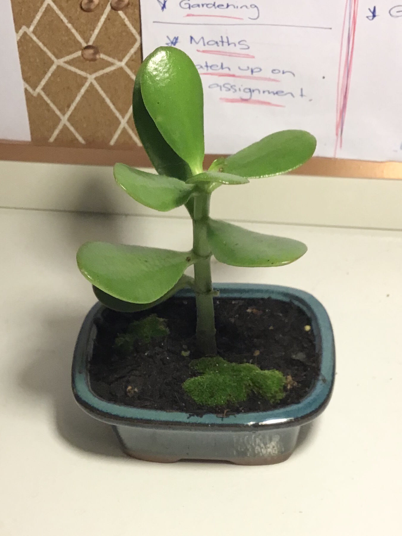 White Crassula: Species and Cultivars with White Flowers or Variegation