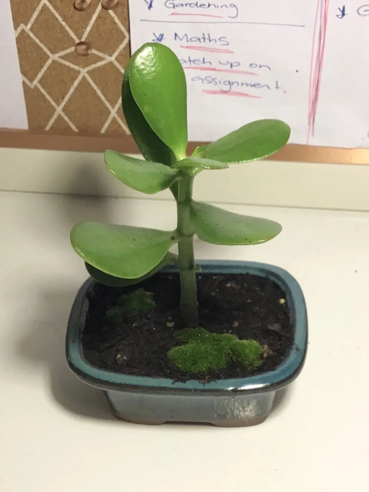 Jade Plant Black Spots: Edema, Rot, Sunburn, or Pests?