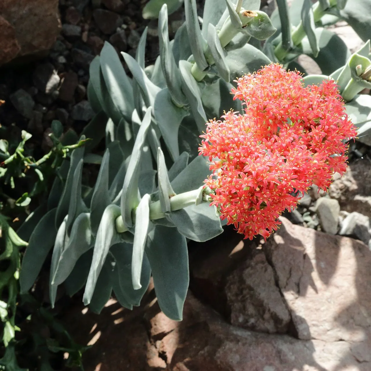 Crassula falcata: Propeller Plant