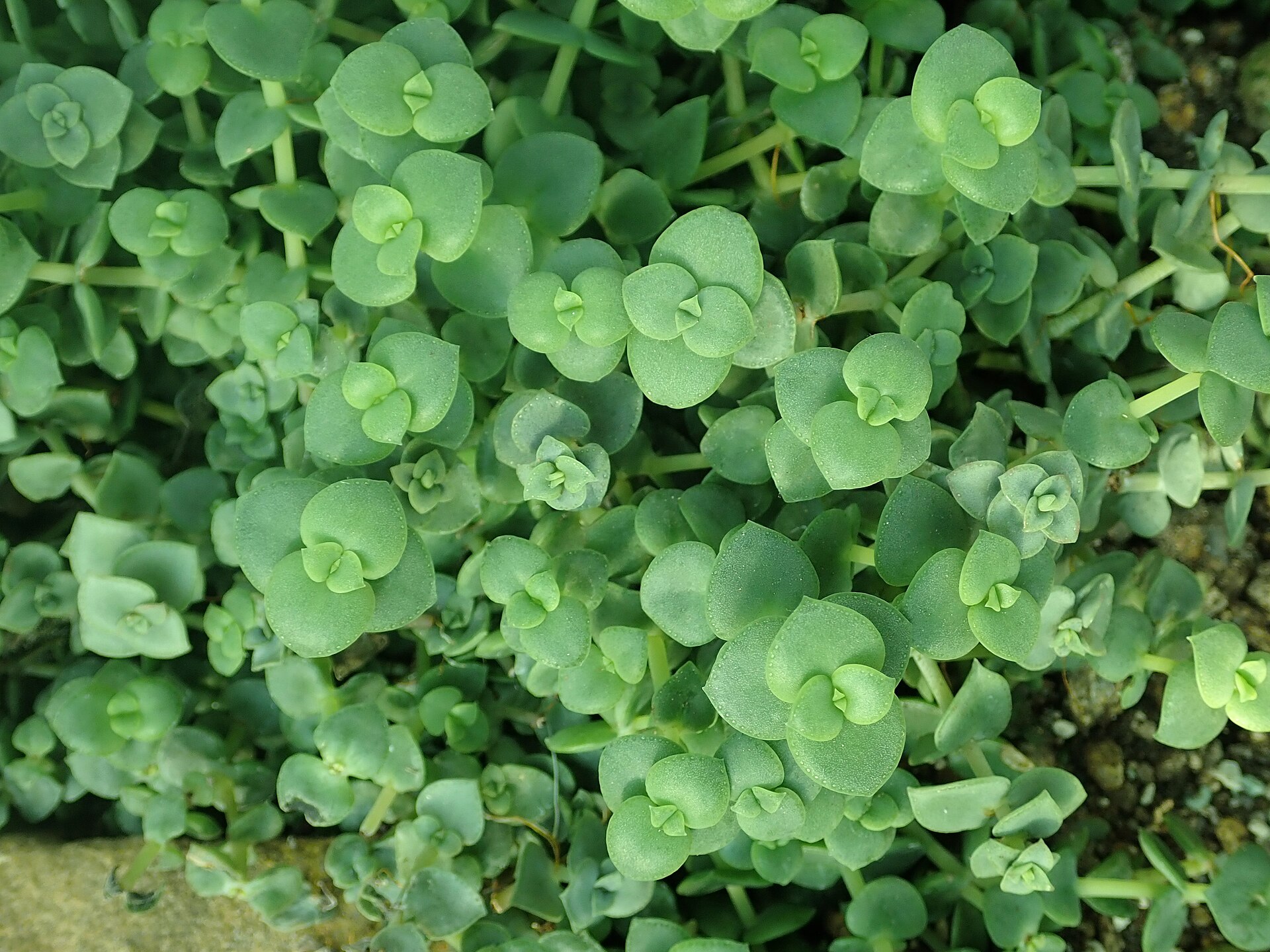 Fairy Crassula: Crassula multicava and Close Relatives