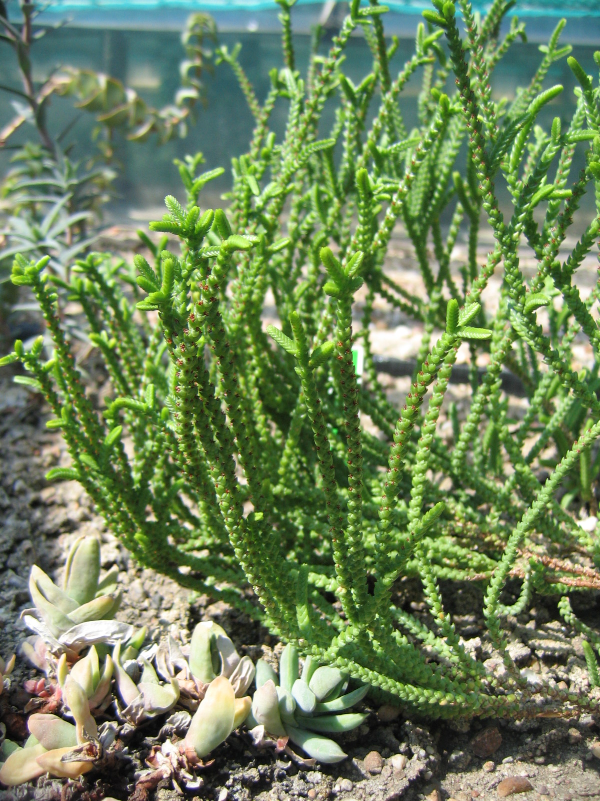 Crassula obliqua: Older Name for a Jade Plant Form