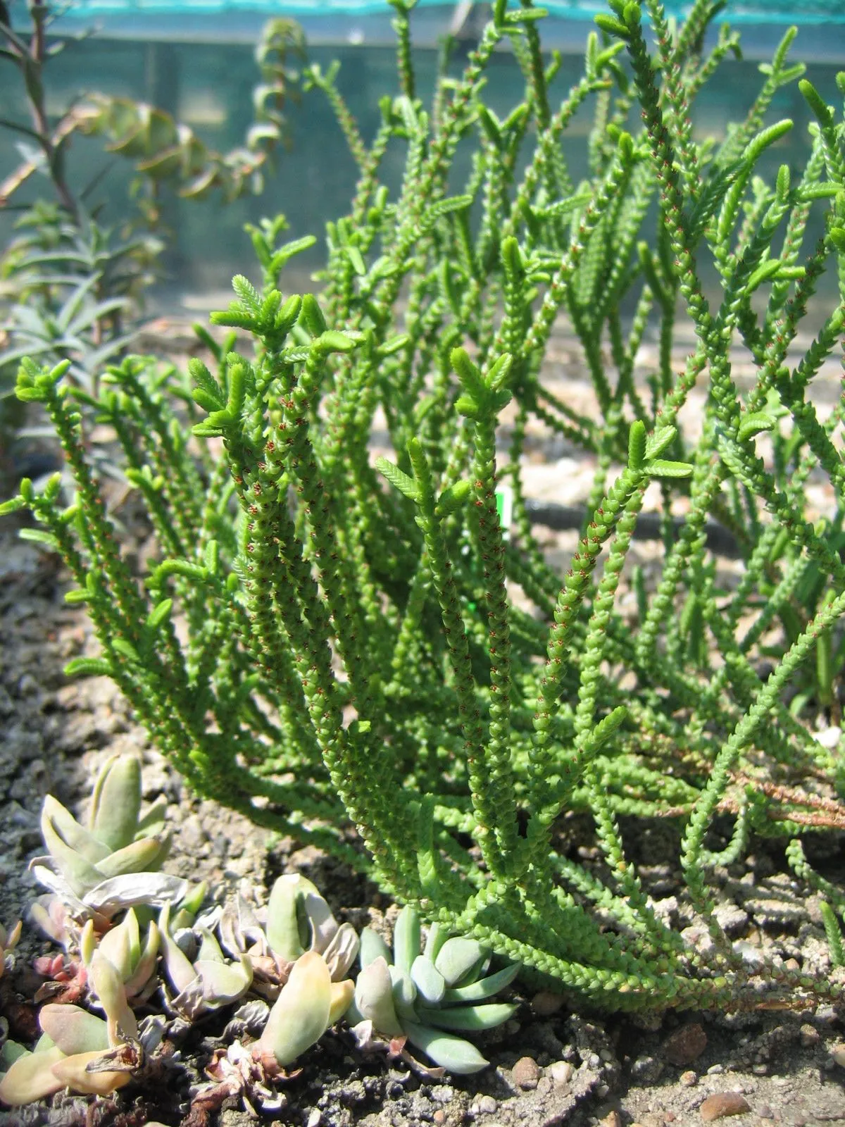 Crassula muscosa: Watch Chain Crassula